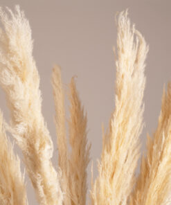 GloboStar® GloboStar® PAMPASGRASS 36509 Αποξηραμένο Φυτό Γρασίδι της Πάμπας - Μπουκέτο Διακοσμητικών Κλαδιών Μπεζ - Εκρού Υ120cm - Σετ 5 τμχ