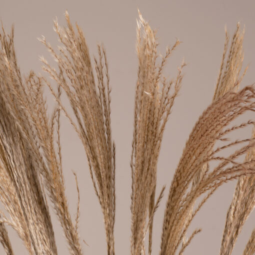 GloboStar® GLOBOSTAR® MISCANTHUS 36537 Αποξηραμένο Διακοσμητικό Μπουκέτο Μίσχανθος - Μπεζ - Μ20 x Π20 x Υ100cm - Πακέτο 20 Τεμαχίων