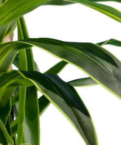 Alternative view of GloboStar® Artificial Garden BRAZILIAN IRON 20021 - Τεχνητό Διακοσμητικό Φυτό Αρωματική Δράκαινα Υ180cm