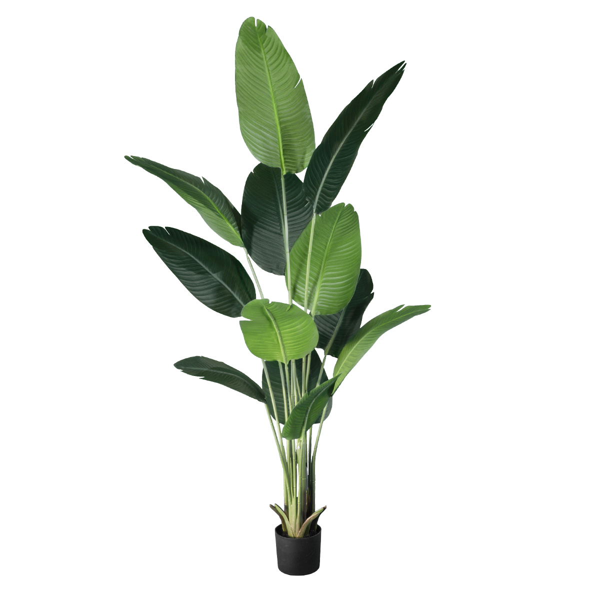 GloboStar® Artificial Garden STRELITZIA 20026 Τεχνητό Διακοσμητικό Φυτό Στρελίτσια - Πουλί του Παραδείσου Υ180cm 3 GloboStar® GloboStar® Artificial Garden STRELITZIA 20026 Τεχνητό Διακοσμητικό Φυτό Στρελίτσια - Πουλί του Παραδείσου Υ180cm