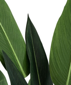 Alternative view of GloboStar® Artificial Garden STRELITZIA 20028 Τεχνητό Διακοσμητικό Φυτό  Στρελίτσια - Πουλί του Παραδείσου Υ120cm