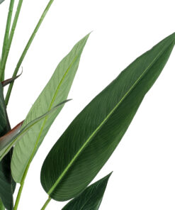 Alternative view of GloboStar® Artificial Garden STRELITZIA REGINAE 20033 Τεχνητό Διακοσμητικό Φυτό Στρελίτσια - Πουλί του Παραδείσου Υ180cm
