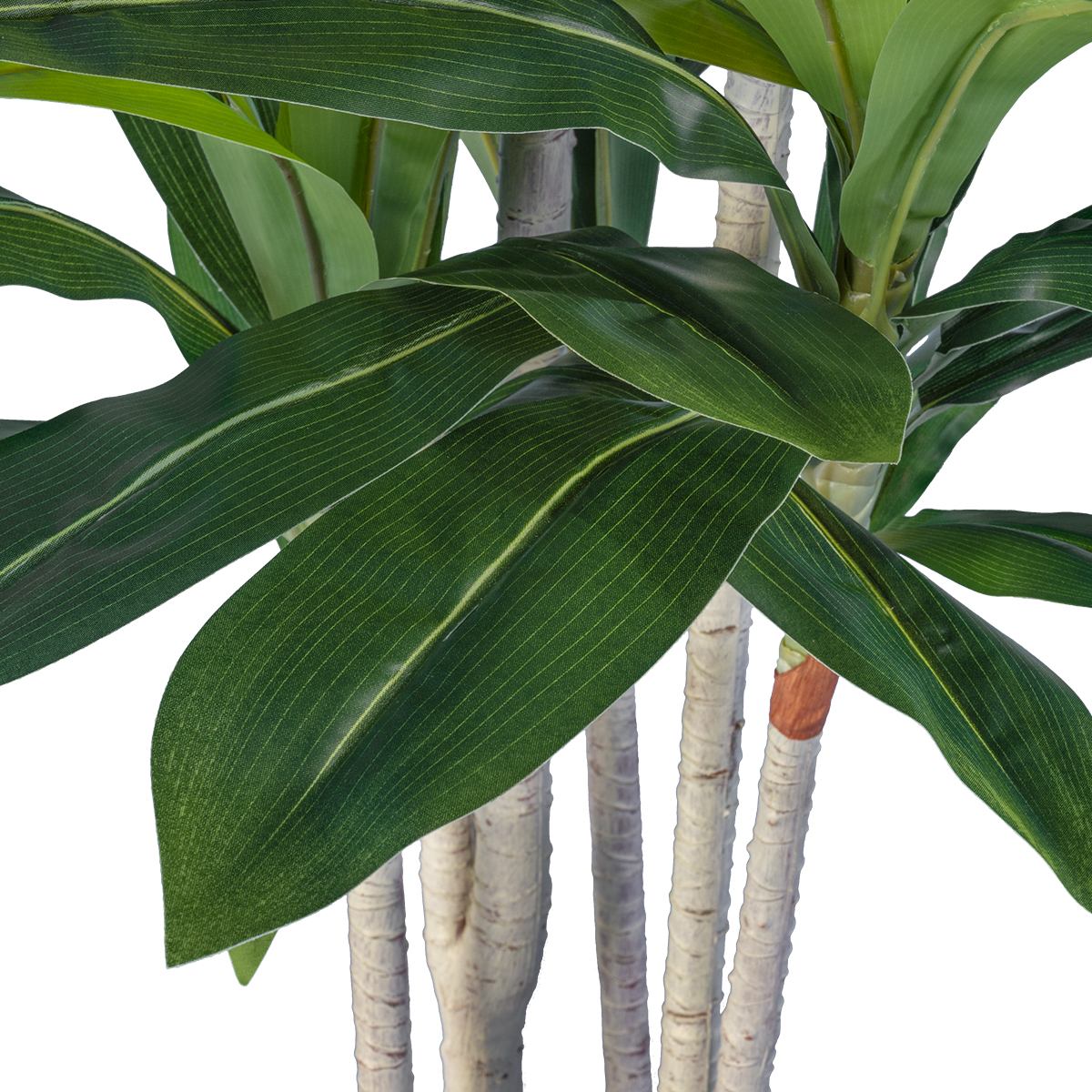 GloboStar® Artificial Garden DRACAENA SILK 20044 - Τεχνητό Διακοσμητικό Φυτό Δράκαινα Υ170cm 4 GloboStar® Artificial Garden DRACAENA SILK 20044 - Τεχνητό Διακοσμητικό Φυτό Δράκαινα Υ170cm - Image 2