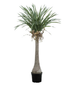 GloboStar® GloboStar® Artificial Garden BEAUCARNEA PALM TREE 20046 Τεχνητό Διακοσμητικό Φυτό Κυρτόφυλλος Μπουκαρνέα Υ165cm