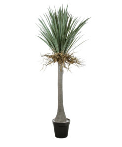 GloboStar® GloboStar® Artificial Garden BEAUCARNEA PALM TREE 20047 Τεχνητό Διακοσμητικό Φυτό Κυρτόφυλλος Μπουκαρνέα Υ200cm