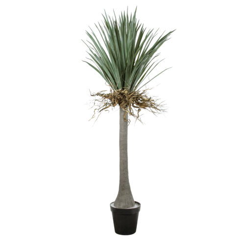 GloboStar® GloboStar® Artificial Garden BEAUCARNEA PALM TREE 20047 Τεχνητό Διακοσμητικό Φυτό Κυρτόφυλλος Μπουκαρνέα Υ200cm