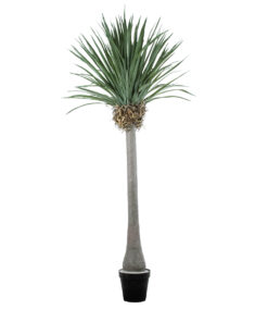 GloboStar® GloboStar® Artificial Garden BEAUCARNEA PALM TREE 20048 Τεχνητό Διακοσμητικό Φυτό Κυρτόφυλλος Μπουκαρνέα Υ250cm