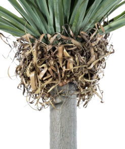 GloboStar® Artificial Garden BEAUCARNEA PALM TREE 20048 Τεχνητό Διακοσμητικό Φυτό Κυρτόφυλλος Μπουκαρνέα Υ250cm 10 20048 4