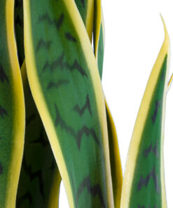 Alternative view of GloboStar® Artificial Garden BLOODLEAF DRACAENA TRIFASCIATA 20060 Τεχνητό Διακοσμητικό Φυτό Αιματόφυλλη Σανσεβιέρια Υ70cm