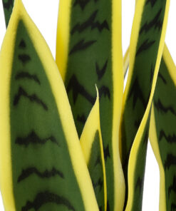 Alternative view of GloboStar® Artificial Garden BLOODLEAF DRACAENA TRIFASCIATA 20061 Τεχνητό Διακοσμητικό Φυτό Αιματόφυλλη Σανσεβιέρια Υ90cm