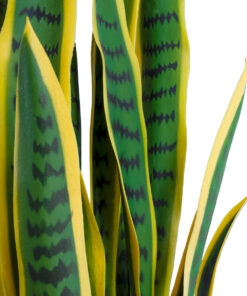 Alternative view of GloboStar® Artificial Garden BLOODLEAF DRACAENA TRIFASCIATA 20062 Τεχνητό Διακοσμητικό Φυτό Αιματόφυλλη Σανσεβιέρια Υ100cm