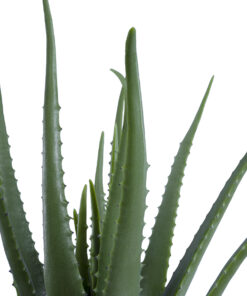Alternative view of GloboStar® Artificial Garden ALOE 20065 Τεχνητό Διακοσμητικό Φυτό Αλόη Υ50cm