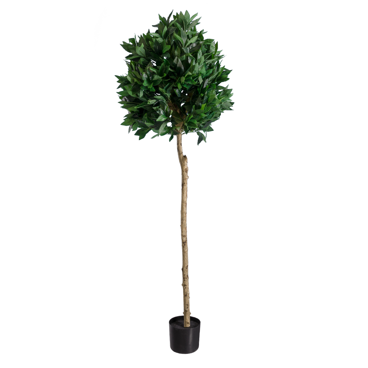 GloboStar® Artificial Garden LAUREL 20085 Τεχνητό Διακοσμητικό Φυτό Δάφνη Υ150cm 3 GloboStar® GloboStar® Artificial Garden LAUREL 20085 Τεχνητό Διακοσμητικό Φυτό Δάφνη Υ150cm