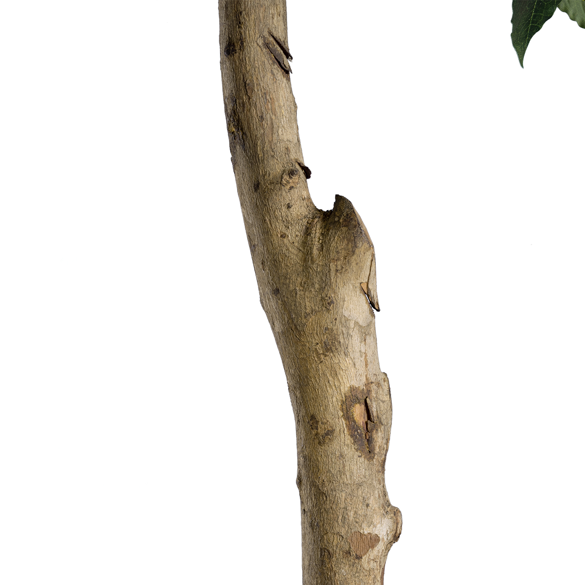 GloboStar® Artificial Garden LAUREL 20085 Τεχνητό Διακοσμητικό Φυτό Δάφνη Υ150cm 5 GloboStar® Artificial Garden LAUREL 20085 Τεχνητό Διακοσμητικό Φυτό Δάφνη Υ150cm - Image 3