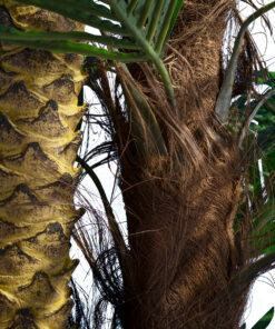 GloboStar® Artificial Garden COCONUT PALM TREE 20087 Τεχνητό Διακοσμητικό Φυτό Φοινικόδεντρο Κοκοφοίνικας Υ350cm 8 20087 3