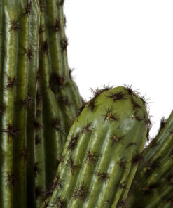 Alternative view of GloboStar® Artificial Garden CARNEGIEA CACTUS 20100 Τεχνητό Διακοσμητικό Φυτό Κάκτος Σαγκουάρο Υ63cm