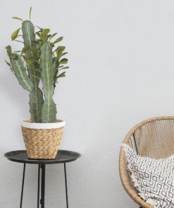 GloboStar® Artificial Garden CEREUS JAMACARU CACTUS 20102 Τεχνητό Διακοσμητικό Φυτό Κάκτος Κηρίος Υ62cm 11 20102 20803