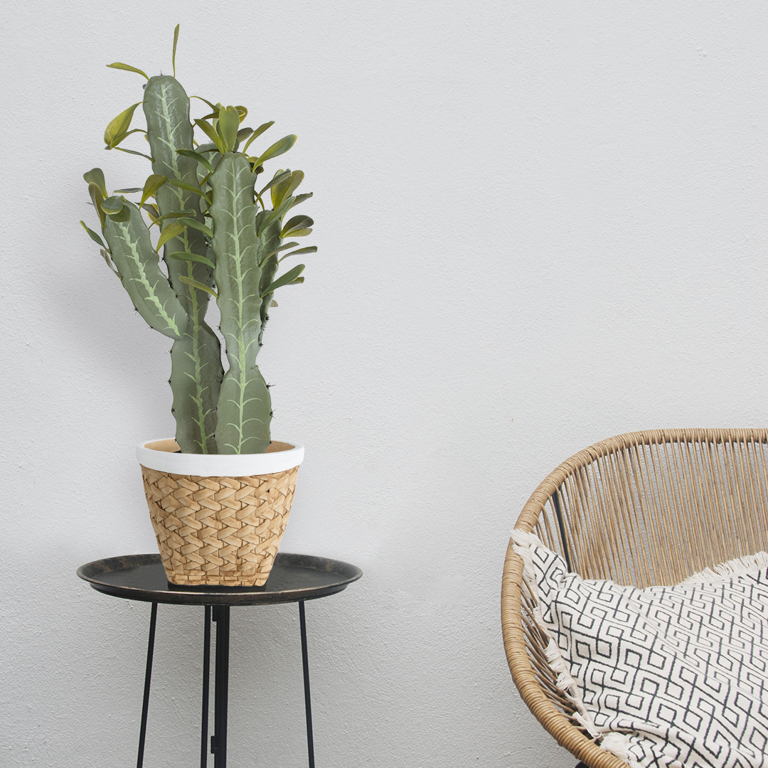 GloboStar® Artificial Garden CEREUS JAMACARU CACTUS 20102 Τεχνητό Διακοσμητικό Φυτό Κάκτος Κηρίος Υ62cm 7 GloboStar® Artificial Garden CEREUS JAMACARU CACTUS 20102 Τεχνητό Διακοσμητικό Φυτό Κάκτος Κηρίος Υ62cm - Image 5