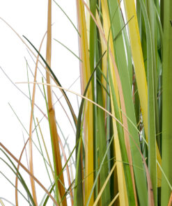 GloboStar® Artificial Garden PAMPAS GRASS 20108 Τεχνητό Διακοσμητικό Φυτό Γρασίδι της Πάμπας Υ150cm 7 20108 4
