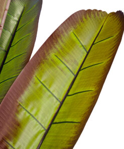 Alternative view of GloboStar® Artificial Garden BLOODY BANANA TREE 20119 - Τεχνητό Διακοσμητικό Φυτό Αιματόφυλλη Μπανανιά - Μπανανόδεντρο Υ220cm