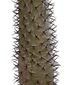GloboStar® Artificial Garden PACHYPODIUM LAMEREI PALM TREE 20129 Τεχνητό Διακοσμητικό Φυτό Φοίνικας της Μαγαδασκάρης Υ105cm 8 20129 4