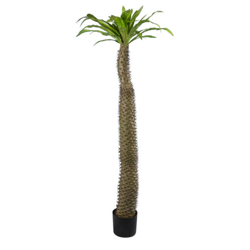 GloboStar® GloboStar® Artificial Garden PACHYPODIUM LAMEREI PALM TREE 20130 Τεχνητό Διακοσμητικό Φυτό Φοίνικας της Μαγαδασκάρης Υ175cm