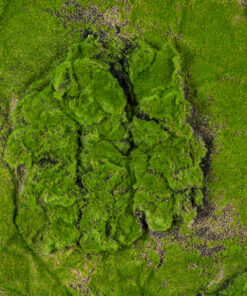 Alternative view of GloboStar® Artificial Garden BRYOPHYTA 20148 Τεχνητό Διακοσμητικό Πάνελ Φυλλωσιάς - Κάθετος Κήπος Βρύα Μ100 x Π100 x Υ4cm