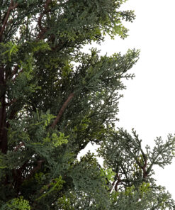 Alternative view of GloboStar® Artificial Garden LEMON CYPRESS 20153 Τεχνητό Διακοσμητικό Φυτό Λεμονόκυπάρισσο Υ180cm