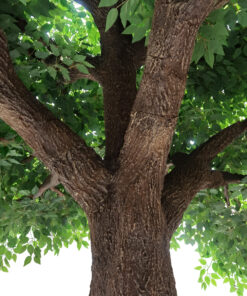 Alternative view of GloboStar® Artificial Garden BANYAN FICUS TREE 20160 Τεχνητό Διακοσμητικό Δέντρο Ινδική Συκιά Φίκος Υ340cm