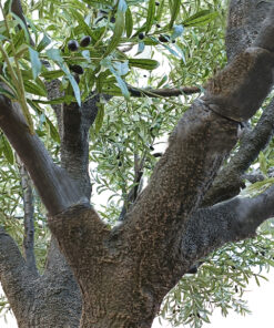 Alternative view of GloboStar® Artificial Garden OLIVE TREE 20161 Τεχνητό Διακοσμητικό Δέντρο Ελιά Υ400cm