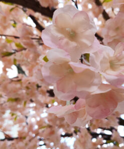 Alternative view of GloboStar® Artificial Garden CHERRY PRUNUS BLOSSOM TREE 20167 Τεχνητό Διακοσμητικό Δέντρο Άνθος Κερασιάς Προύμνη Υ400cm