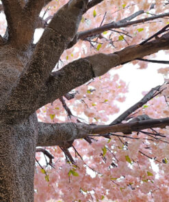 GloboStar® Artificial Garden CHERRY PRUNUS BLOSSOM TREE 20167 Τεχνητό Διακοσμητικό Δέντρο Άνθος Κερασιάς Προύμνη Υ400cm 8 20167 4