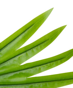 Alternative view of GloboStar® Artificial Garden SERENOA PALM LEAF 20172 Τεχνητό Διακοσμητικό Φύλο Φοινικόδεντρου Σερενόα Βεντάλια Π77 x Υ140cm