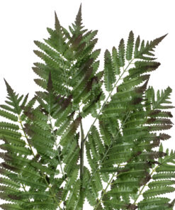 Alternative view of GloboStar® Artificial Garden ALSOPHILA FERN LEAF 20178 Τεχνητό Διακοσμητικό Φύλο Φτέρης Π60 x Υ180cm