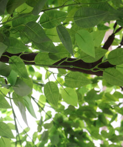 Alternative view of GloboStar® Artificial Garden BANYAN FICUS TREE 20186 Τεχνητό Διακοσμητικό Δέντρο Ινδική Συκιά Φίκος Υ320cm