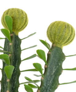 GloboStar® Artificial Garden CEREUS JAMACARU CACTUS 20193 Τεχνητό Διακοσμητικό Φυτό Κάκτος Κηρίος Υ120cm 11 20193 4