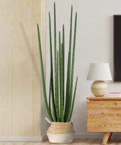 GloboStar® Artificial Garden SANSEVIERIA CYLINDRICA 20211 Τεχνητό Διακοσμητικό Φυτό Σανσεβιέρια Υ160cm 15 20211 20311