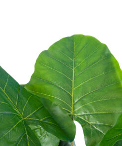 Alternative view of GloboStar® Artificial Garden TARO 20216 Τεχνητό Διακοσμητικό Φυτό Κολοκασία Υ140cm