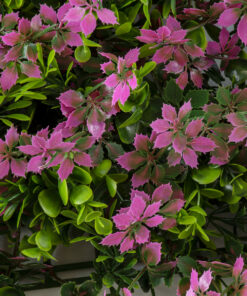 GloboStar® Artificial Garden CYPHEA HYSSOPIFOLIA 20350 Τεχνητό Διακοσμητικό Πάνελ Λουλουδιών - Κάθετος Κήπος σύνθεση Άνθος Κουφέας Μ50 x Π50 x Υ11cm 12 20350 6