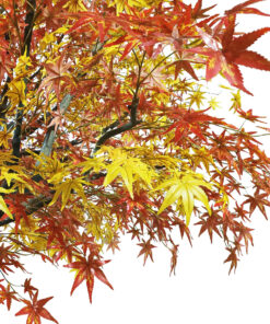 Alternative view of GloboStar® Artificial Garden AUTUMN MAPLE TREE 20360 Τεχνητό Διακοσμητικό Δέντρο Φθινοπωρινός Σφένδαμος Υ350cm