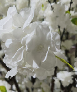 Alternative view of GloboStar® Artificial Garden BIANCA CHERRY BLOSSOM TREE 20362 Τεχνητό Διακοσμητικό Δέντρο Λευκό Άνθος Κερασιάς Υ350cm