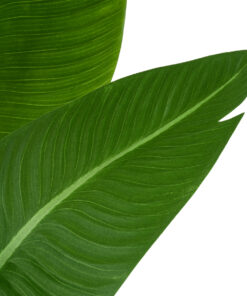 Alternative view of GloboStar® Artificial Garden GREEN STRELITZIA 20369 Τεχνητό Διακοσμητικό Φυτό Πράσινη Στερλίτσια Υ120cm