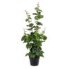 GloboStar® GloboStar® Artificial Garden VITIS GRAPE TREE 20379 Τεχνητό Διακοσμητικό Φυτό Άμπελος Υ90cm
