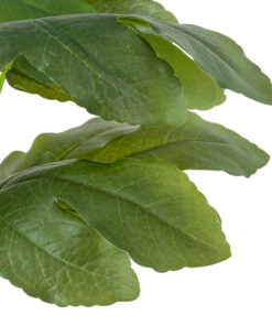 Alternative view of GloboStar® Artificial Garden FIG TREE 20380 Τεχνητό Διακοσμητικό Φυτό Συκιά Υ50cm