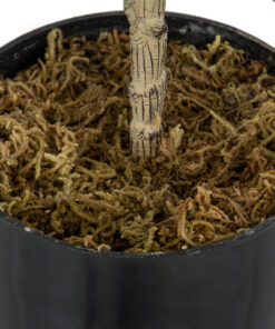 GloboStar® Artificial Garden FIG TREE 20380 Τεχνητό Διακοσμητικό Φυτό Συκιά Υ50cm 13 20380 5