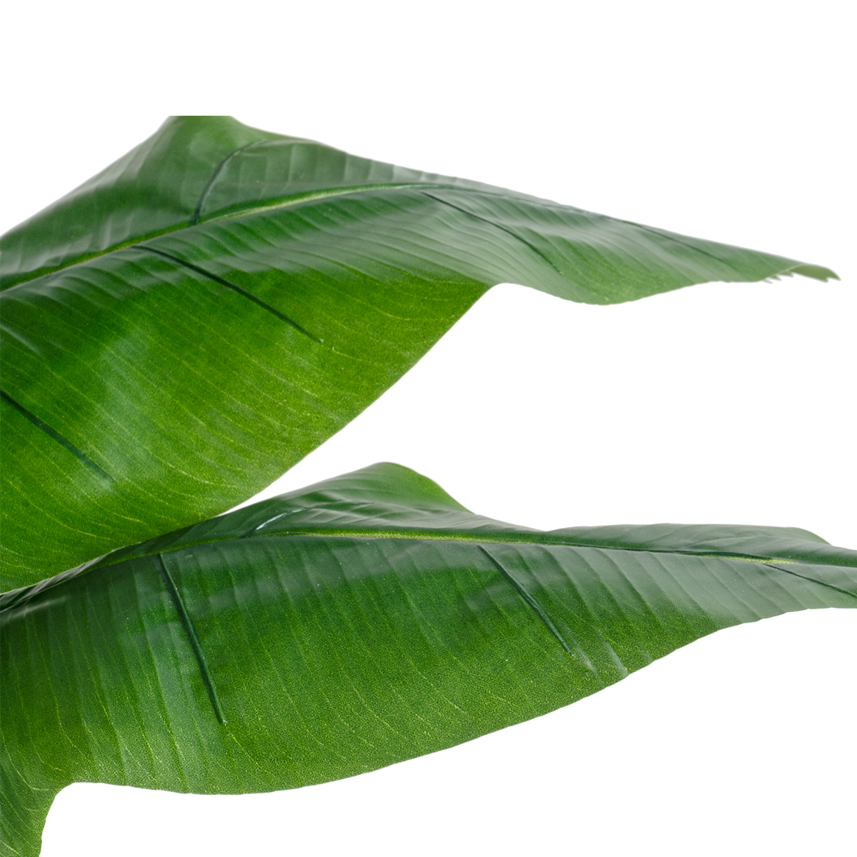 GloboStar® Artificial Garden BANANA STRELITZIA REGINAE 20381 - Τεχνητό Διακοσμητικό Φυτό Μπανανιά - Στρελίτσια - Πουλί του Παραδείσου Υ230cm 4 GloboStar® Artificial Garden BANANA STRELITZIA REGINAE 20381 - Τεχνητό Διακοσμητικό Φυτό Μπανανιά - Στρελίτσια - Πουλί του Παραδείσου Υ230cm - Image 2