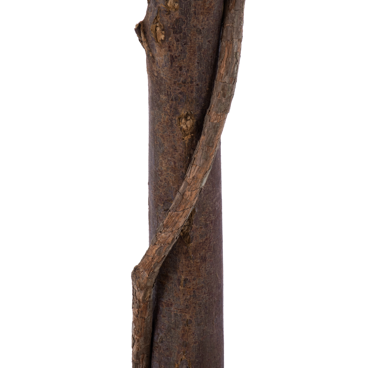 GloboStar® Artificial Garden MYRTUS 20398 Τεχνητό Διακοσμητικό Φυτό Φίκος Μυρτιά Υ60cm 5 GloboStar® Artificial Garden MYRTUS 20398 Τεχνητό Διακοσμητικό Φυτό Φίκος Μυρτιά Υ60cm - Image 3