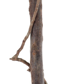 GloboStar® Artificial Garden BUXUS 20407 Τεχνητό Διακοσμητικό Φυτό Πυξός Υ120cm 10 20407 4