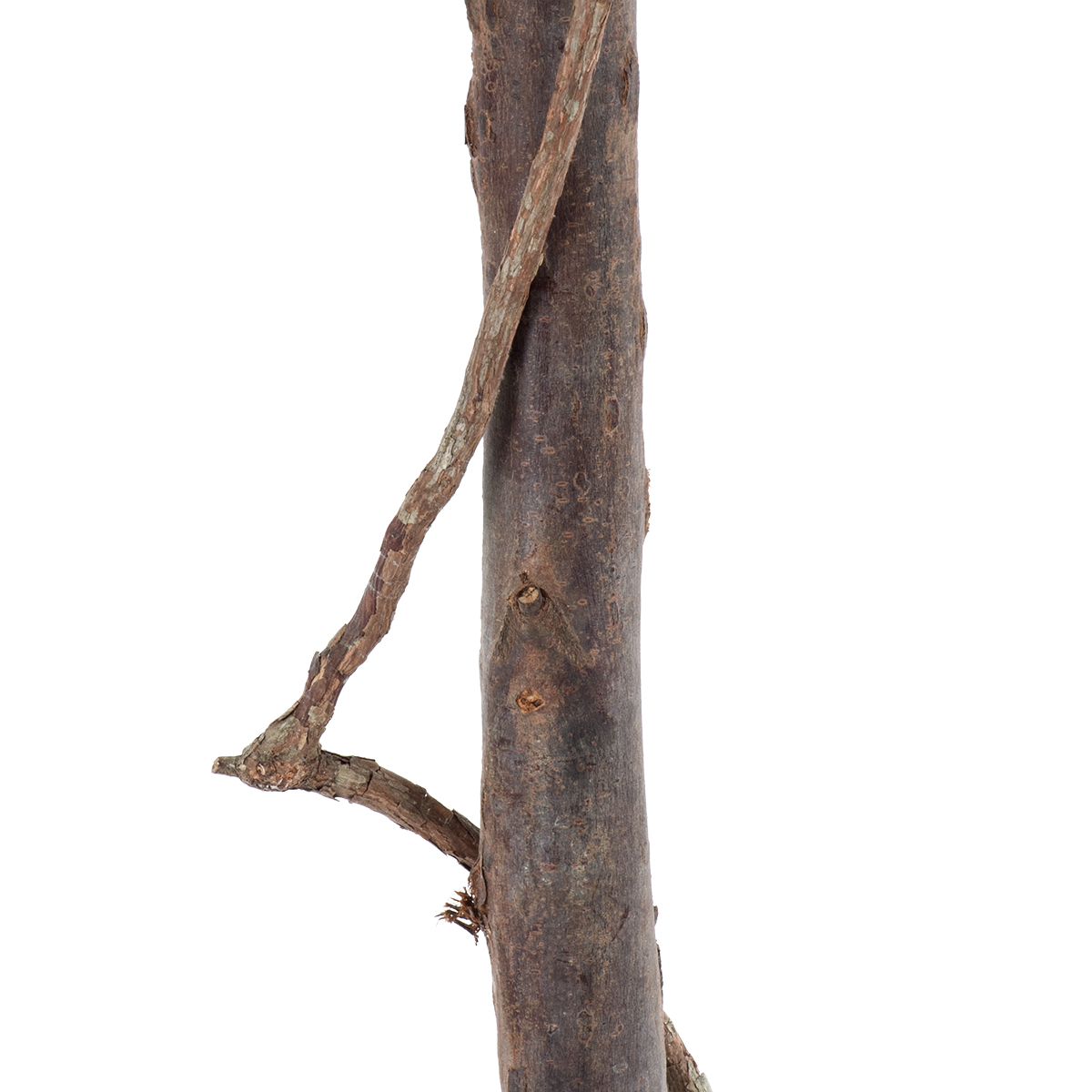 GloboStar® Artificial Garden BUXUS 20407 Τεχνητό Διακοσμητικό Φυτό Πυξός Υ120cm 5 GloboStar® Artificial Garden BUXUS 20407 Τεχνητό Διακοσμητικό Φυτό Πυξός Υ120cm - Image 3