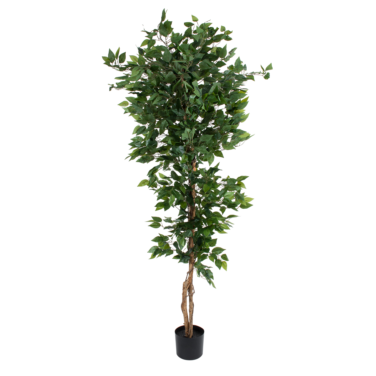 GloboStar® Artificial Garden FICUS BENJAMINA TREE 20416 Τεχνητό Διακοσμητικό Φυτό Φίκος Μπενζαμίνη Υ180cm 3 GloboStar® GloboStar® Artificial Garden FICUS BENJAMINA TREE 20416 Τεχνητό Διακοσμητικό Φυτό Φίκος Μπενζαμίνη Υ180cm